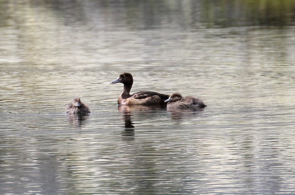 Mmoretta grigia (Aythya marila)?   No, Moretta (Aythya fuligula)